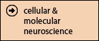 cellular & molecular neuroscience